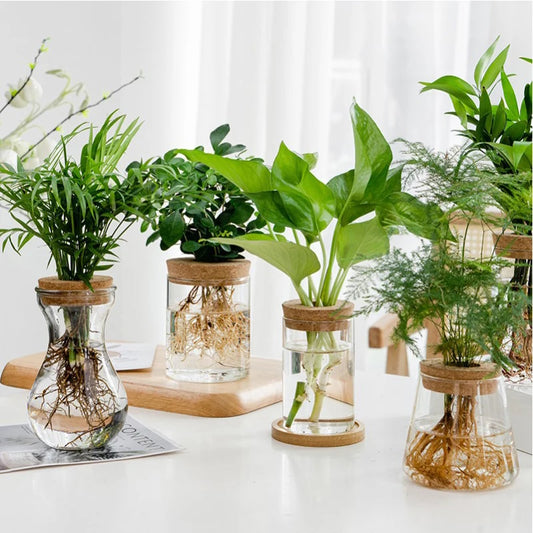 Mini Terrarium Transparent – Vase Hydroponique pour Plantes Vertes