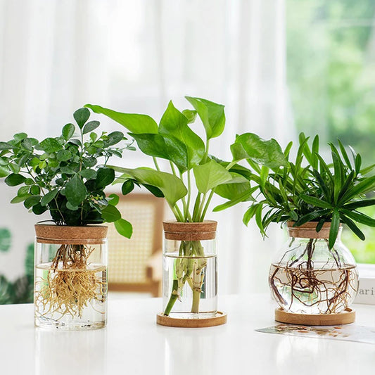 Mini Terrarium Transparent – Vase Hydroponique pour Plantes Vertes